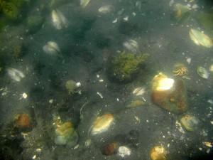 Polluted Clam Bed
