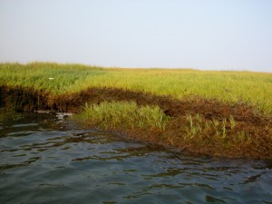 Shallow root growth (a result of excessive sewage discharge) prevents marsh grasses from stabilizing the marshes. Strong boat wakes further erode the marshes that have protected our shoreline for generations.