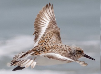 Sanderling-Male