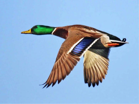 Mallard-Male