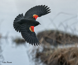 Red-Winged Blackbird (Agelaius phoeniceus) – Operation S.P.L.A.S.H. (Stop Polluting, Littering and Save Harbors)