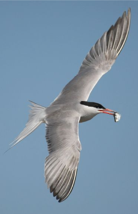 CommonTern1