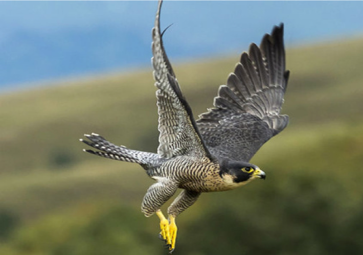 PeregrineFalcon