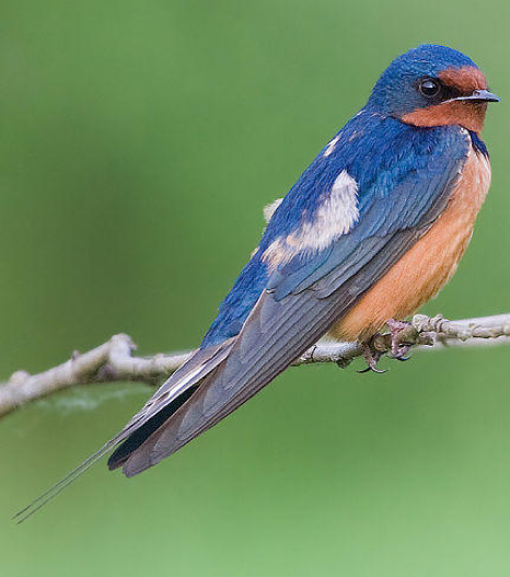 Barn Swallow 1