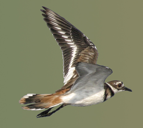 Killdeer 1