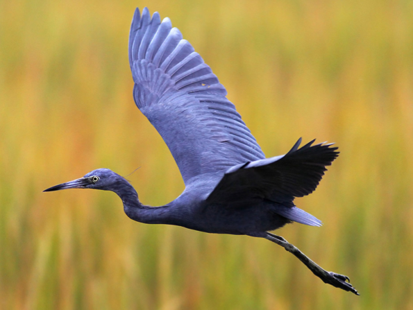 Little Blue Heron 1