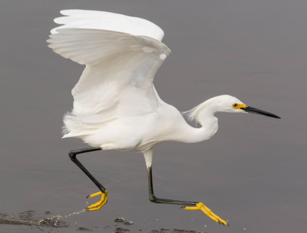 Snowy Egret 1