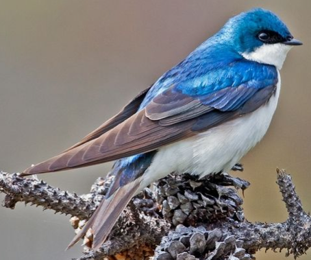 Tree Swallow 1